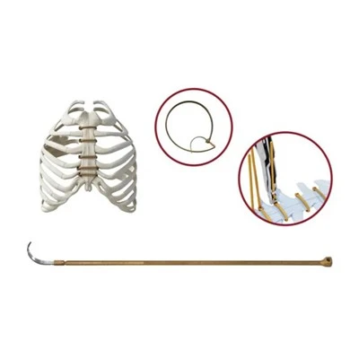 Wire Tying Sternal Koalo